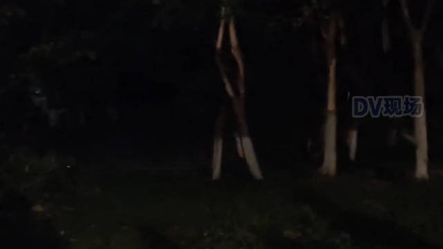 广东公园现大量萤火虫被游客捕捉