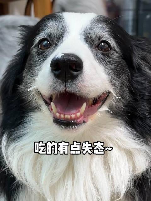 和毛茸茸的小伙伴们围炉涮肉！