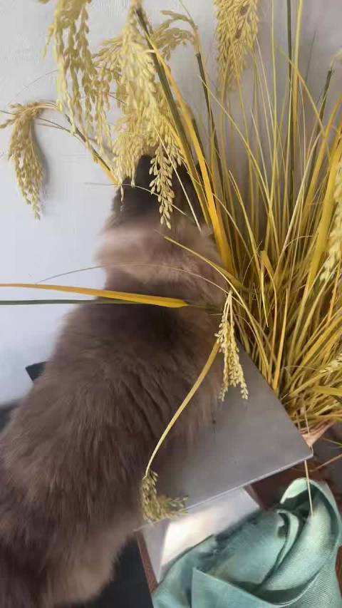 山间咖啡馆邂逅布偶猫，慢享宁静治愈时光