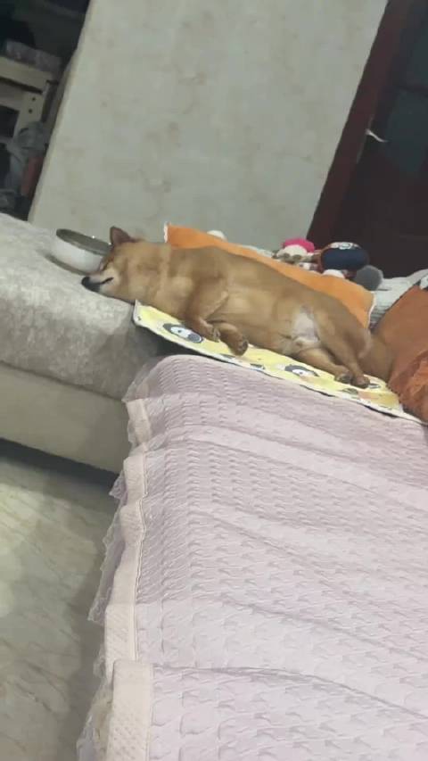 仔仔睡觉说梦话