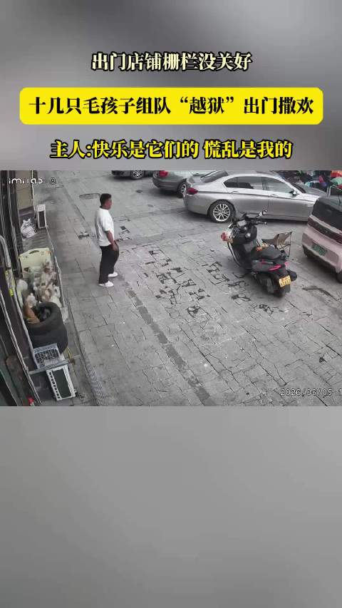 出门店铺栅栏没关好，十几只毛孩子组队“越狱”出门撒欢！0_0