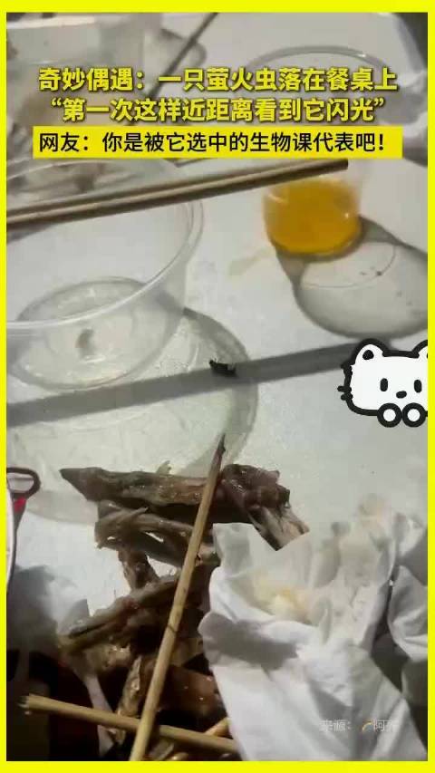 一只萤火虫落在餐桌上，“第一次这样近距离看到它闪光”！