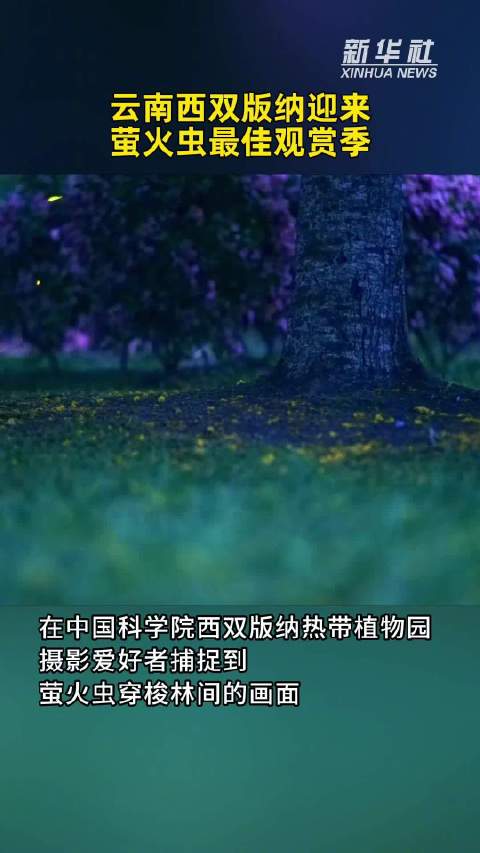 云南西双版纳迎来萤火虫最佳观赏季