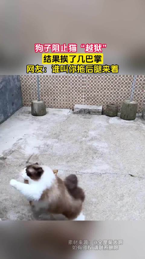 狗子阻止猫“越狱”，结果挨了几巴掌，网友：谁叫你拖后腿来着 ！