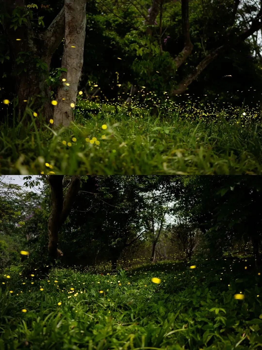 夏夜限定！西双版纳萤火虫最佳观赏期已经到来