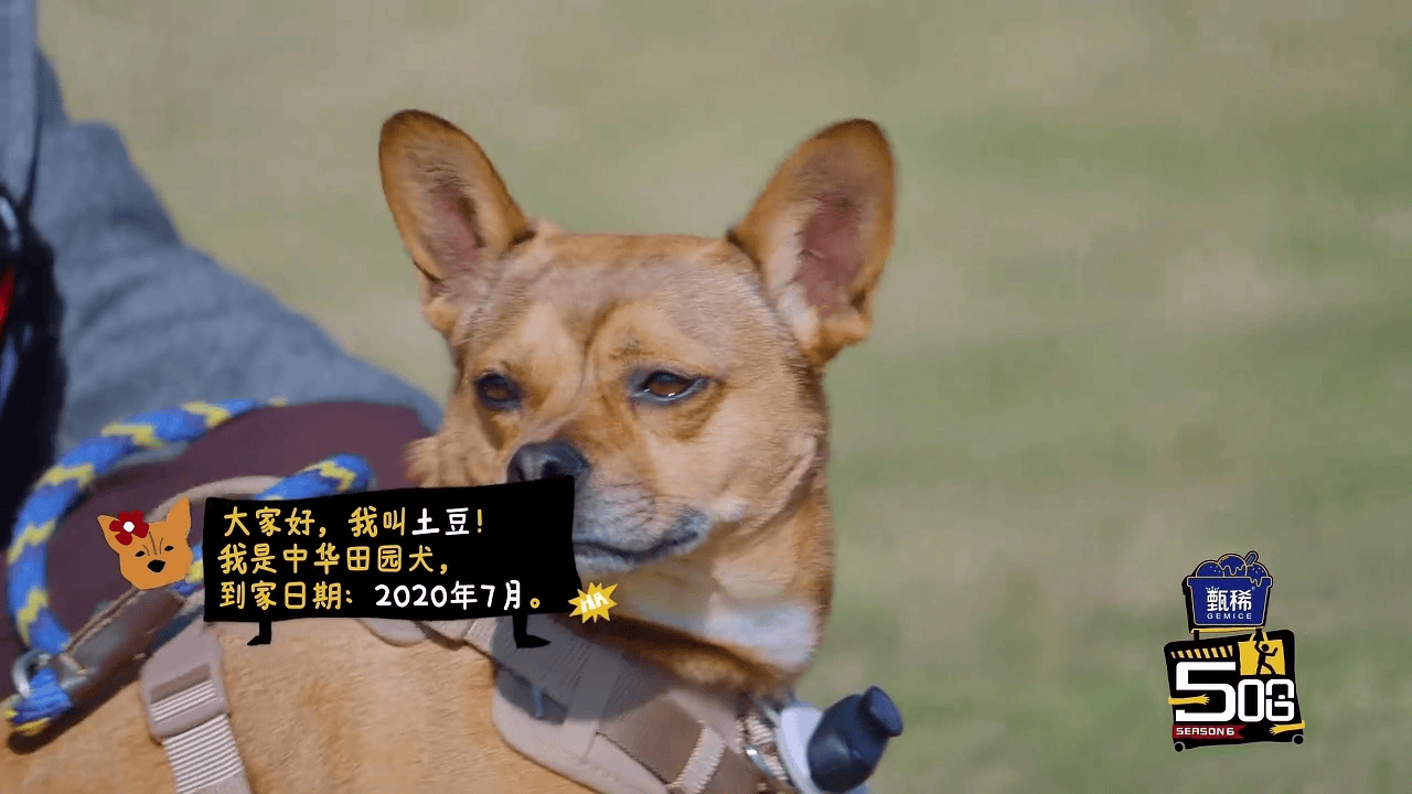 磕到了！《五哈6》第五期，狗狗对应主人性格，每一对都太准！