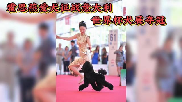 霍思燕的爱犬远征意大利世界杯犬展，勇夺桂冠，荣耀属于中国