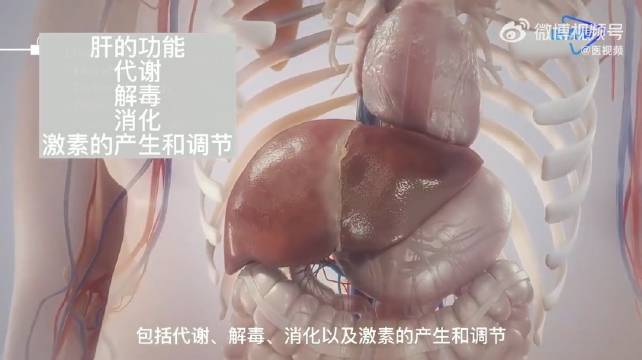 脂肪肝的作用原理是怎样的？如何预防？