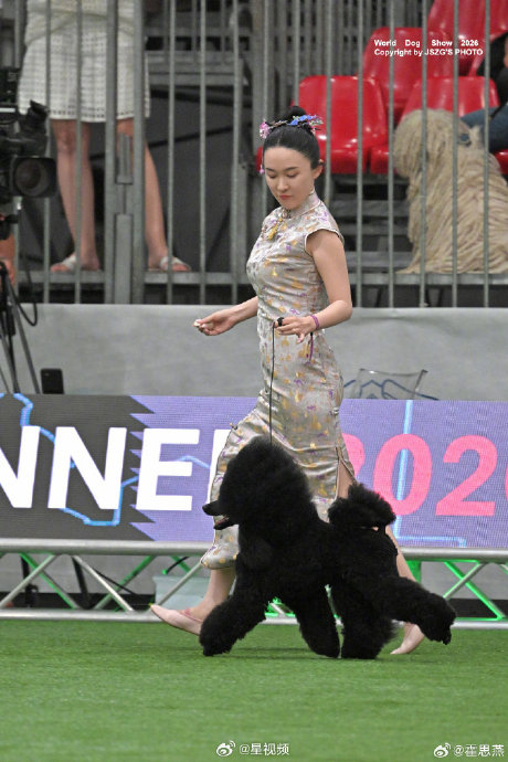 霍思燕携爱犬获世界杯犬展两奖项创中国历史最佳