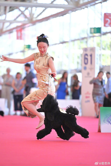 霍思燕的爱犬霍蜜蜡和杜泰山获得了什么比赛成绩？