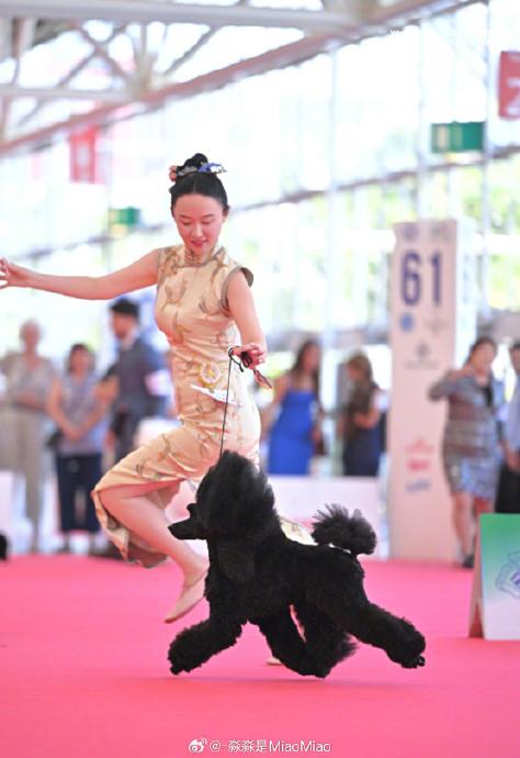 霍思燕携中国爱犬在意大利世界杯犬展夺冠创历史