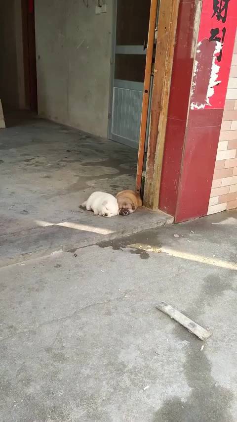 小狗酣睡模样治愈路人