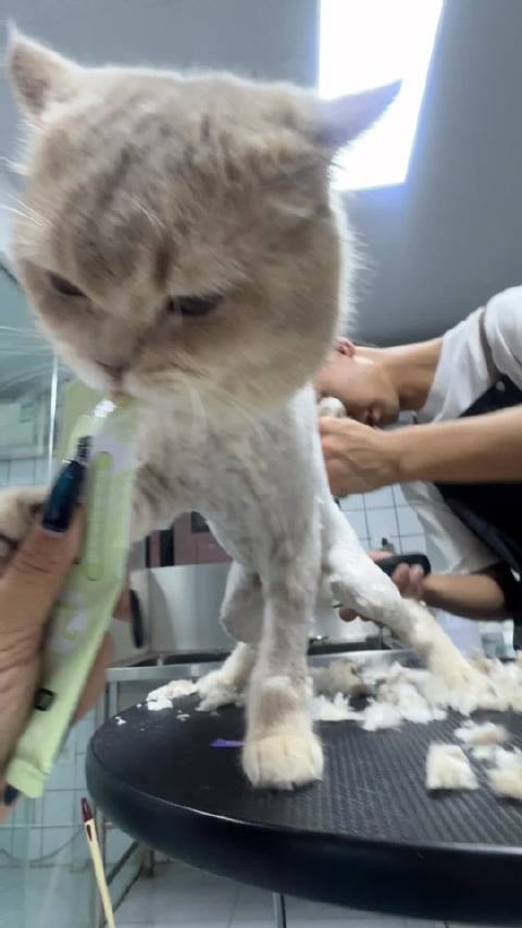 剃毛之豆肥美大火鸡等七种动物形象引热议