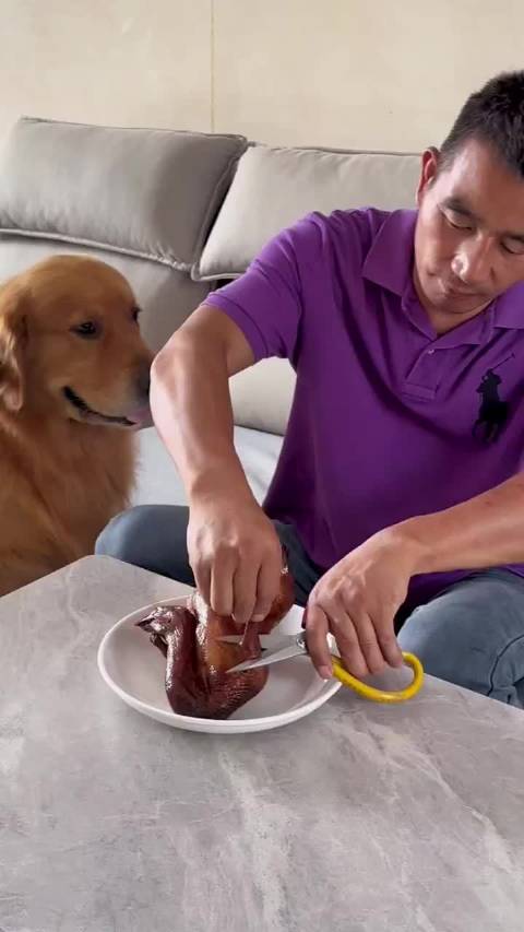 万物有灵性，重情重义的狗狗