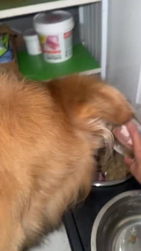 饿狗扑食萌态百出，明星壁纸ins风刷屏