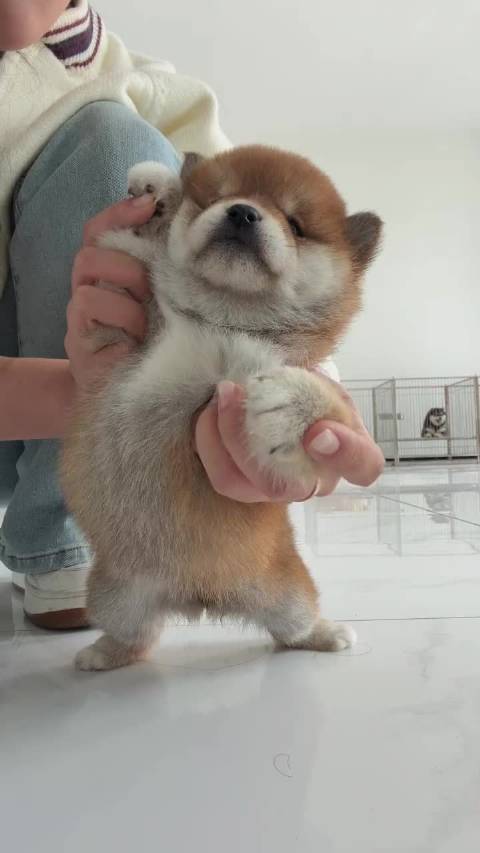 我肚肚逼人嘛肚肚攻击！