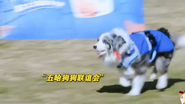 五哈狗狗联谊会，主人的脸都丢尽了