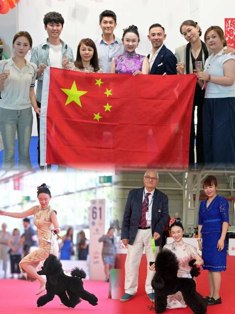 霍思燕家的毛孩子同样出类拔萃