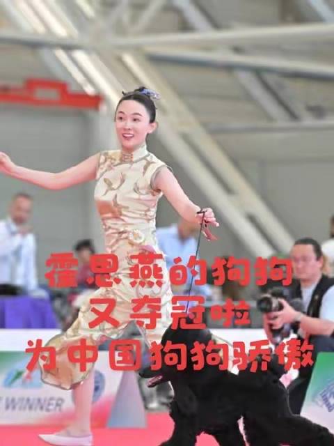 霍思燕家的汪星人再度摘得桂冠，国犬荣光闪耀