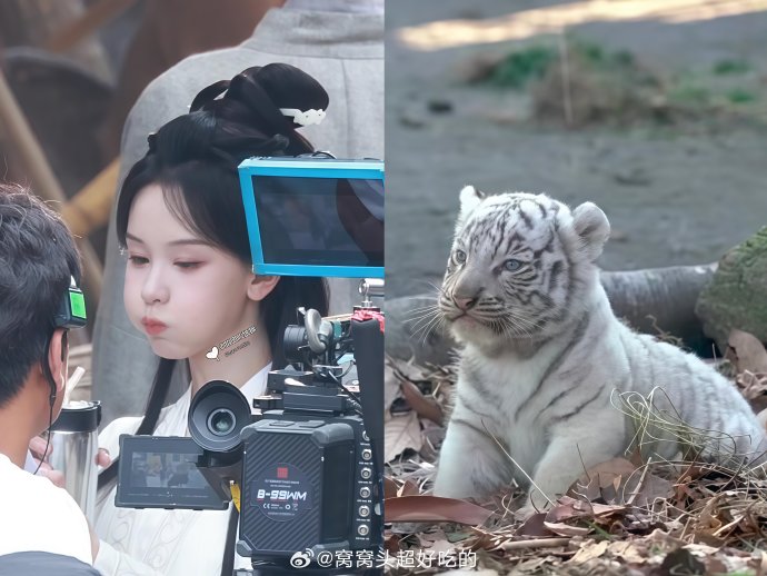 陈都灵本人是如何亲自认证“楚朝虎塑”这一粉丝创意的？