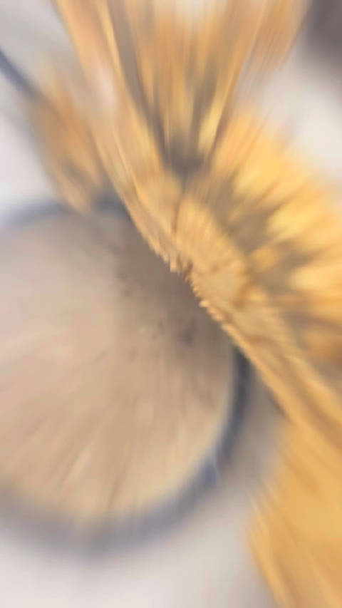 宠物蛇越狱48小时被猫寻回，主人悬赏罐头庆重逢