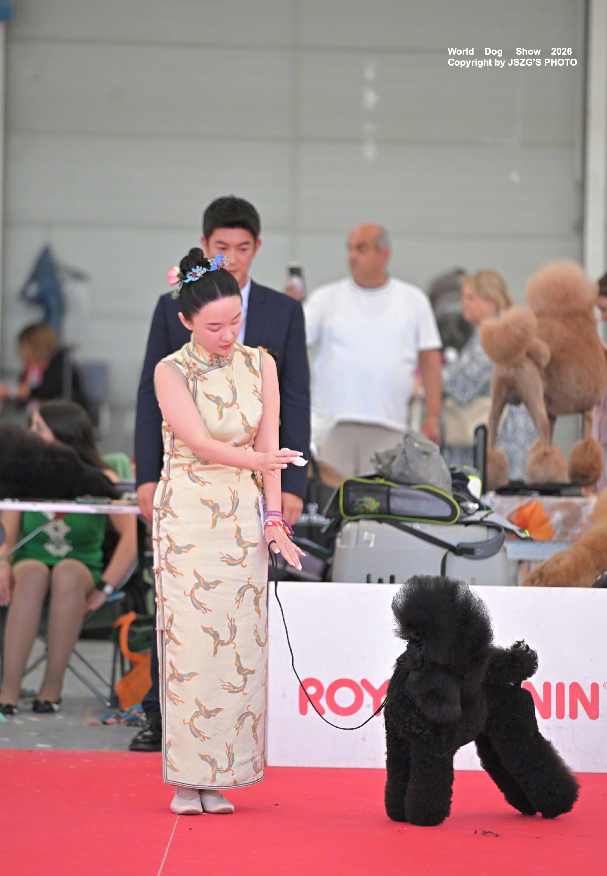 谁说赛犬只看外国?霍思燕爱犬意大利夺大奖,中国繁育狠狠长脸了!