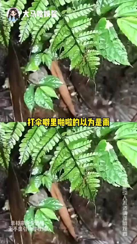 专家提醒徒步勿选野路线