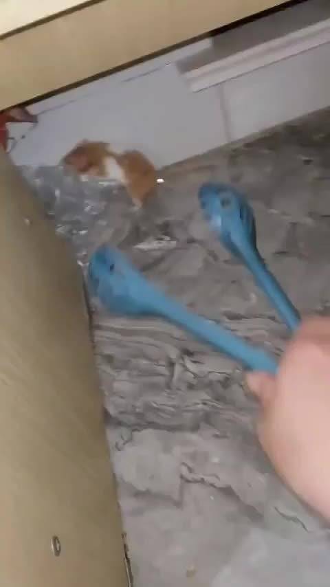 网友：我的仓鼠又越狱了， 我不得不使用煮鸡蛋夹子把这个小逃犯抓回来收监