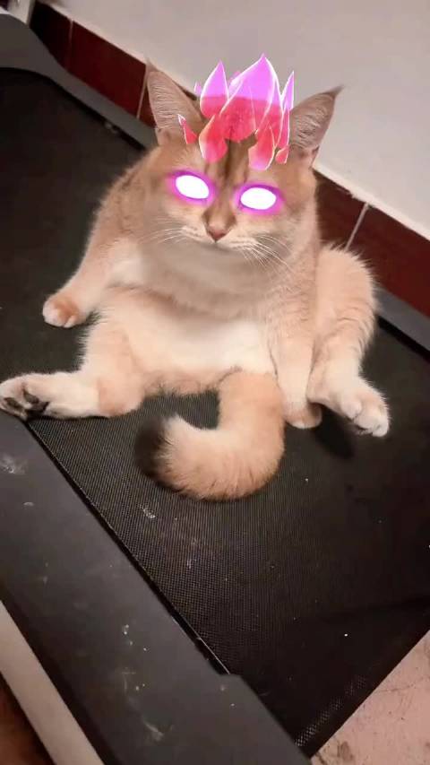 猫咪哥斯拉特效