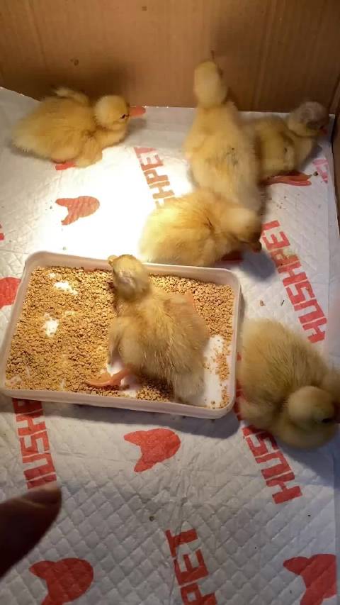 柯尔鸭教弟妹失败现场，一心越狱场面混乱