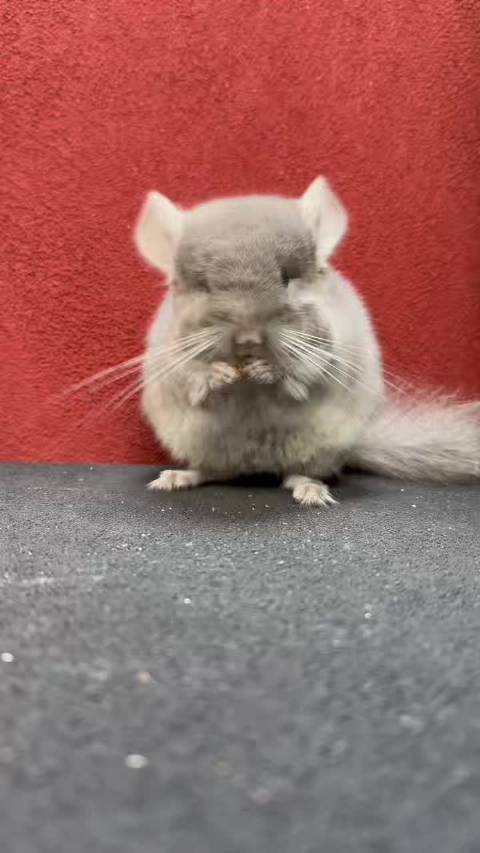 带紫丝绒咖斜长龙猫mm