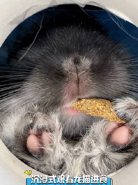 被仓鼠的进食方式笑到了！