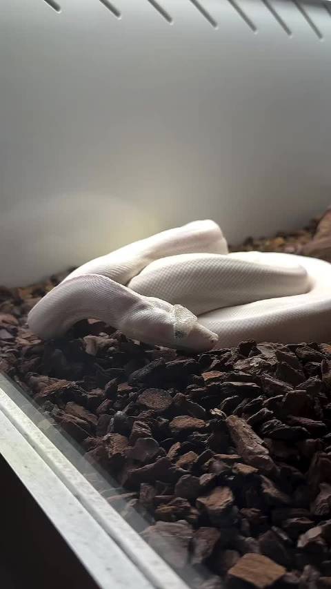 白蛇原来是这样蜕皮的
