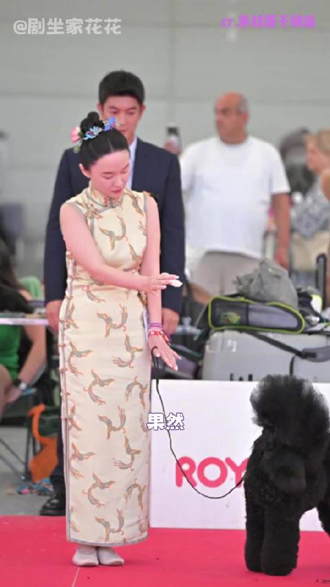 霍思燕不管养什么都很争气啊！狗狗宠物比格犬
