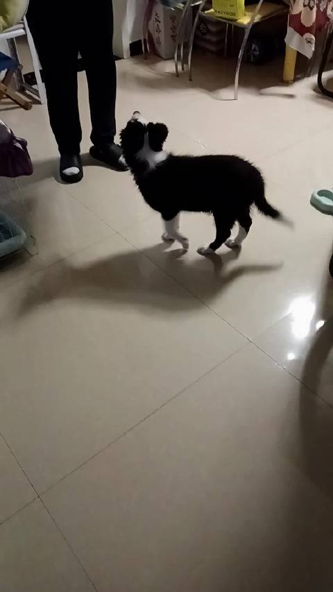 狗子喜好随我呀