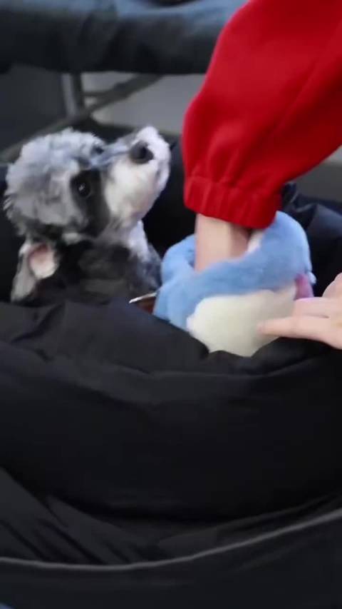 刘宇宁暖心为宠物做窝留暖水袋