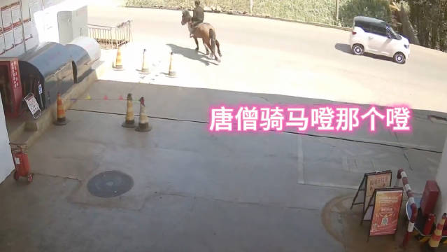 保险公司：什么叫在马路上撞了匹马？