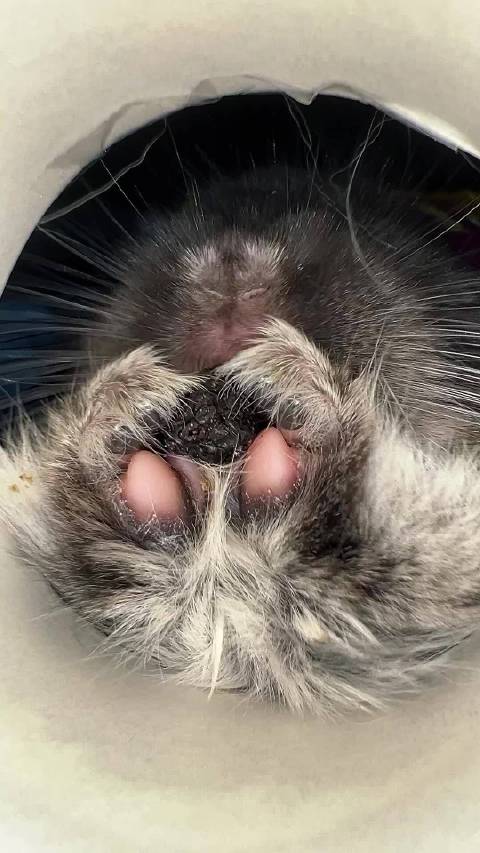 可可爱爱的虎爪肉垫儿