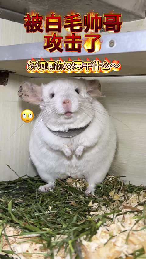 可恶的白毛龙猫萌宠成都龙猫谷可爱龙猫