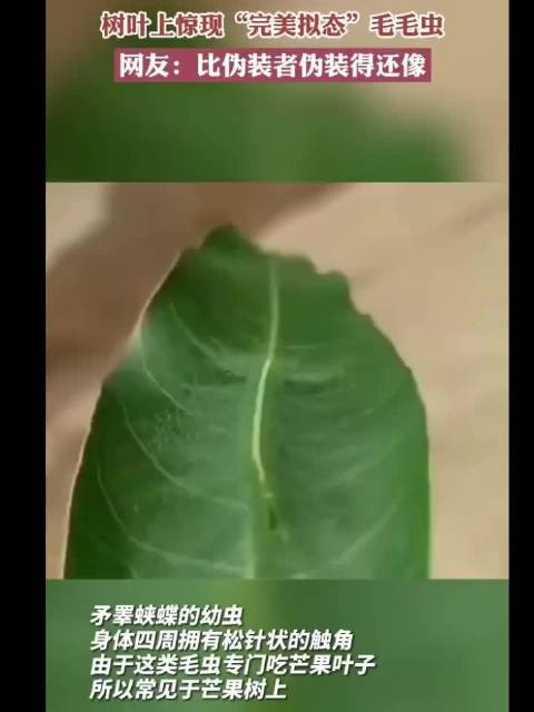 树叶上谅现“完美拟态”毛毛虫，网友：比伪装者伪装得还像！