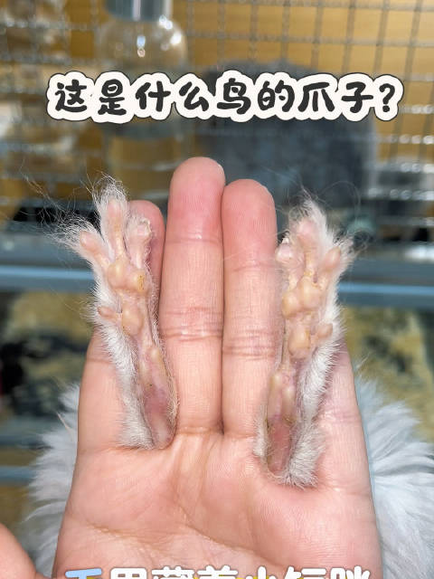 什么鸟的爪子？