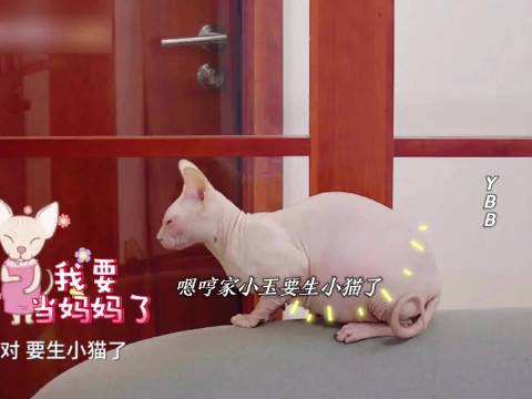 霍思燕家小猫小玉产崽，嗯哼暖心陪伴
