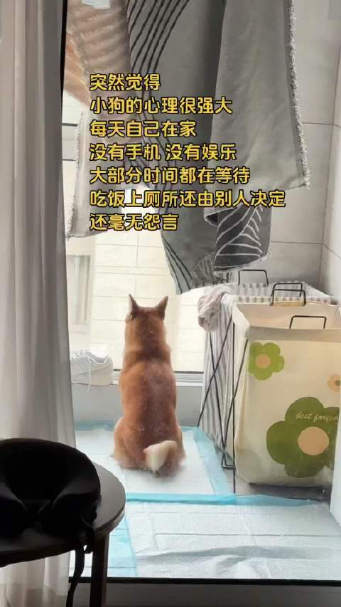 小狗的无声的爱 太戳了