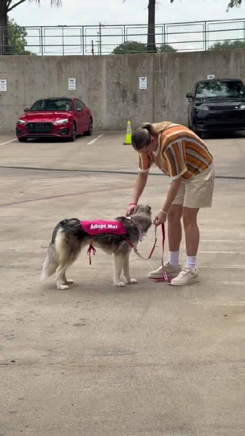飞翼赛前携救助犬入场，主帅收养8只流浪狗
