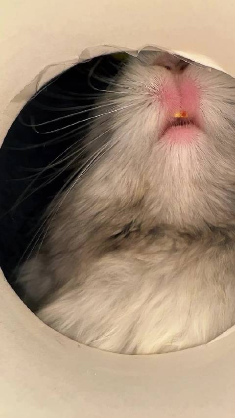 连毛毛都是爱你的形状