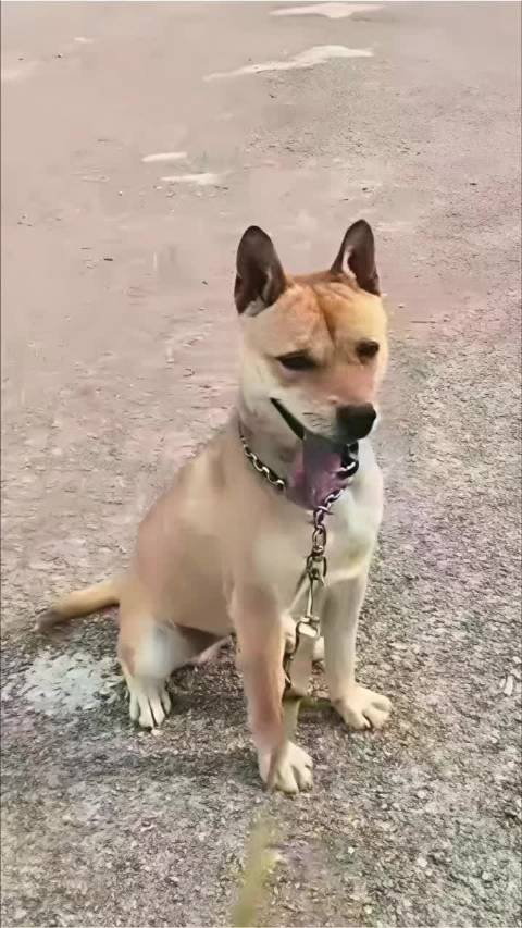 乔乔和拿铁的女儿在邯郸新家，肩负着货车管理员的重任