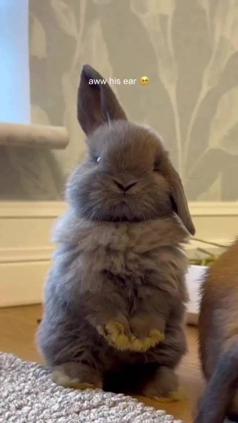 萌宠