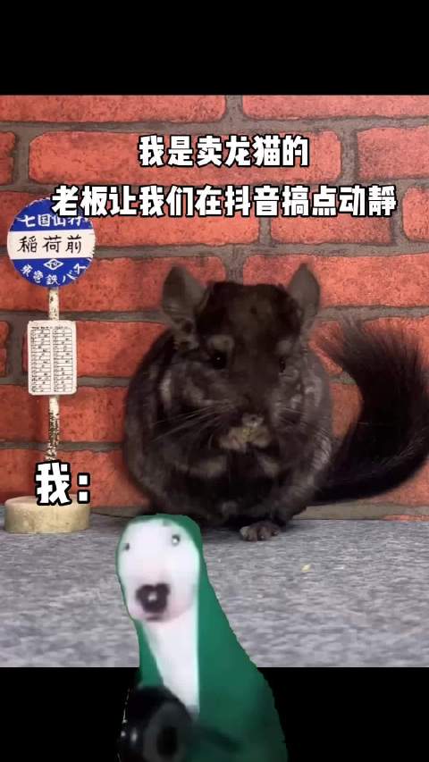 瞧一瞧看一看龙猫可爱龙猫成都龙猫谷