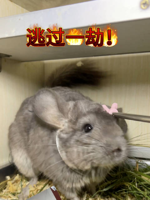 逃过一劫龙猫成都龙猫谷萌宠可爱龙猫