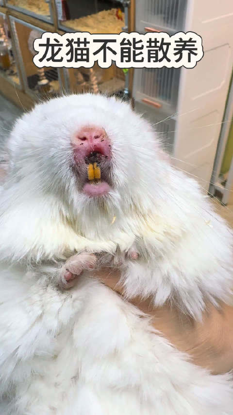 龙猫不能散养